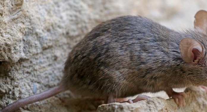 5 Health Risks Posed by Mice Infestation in Your Home