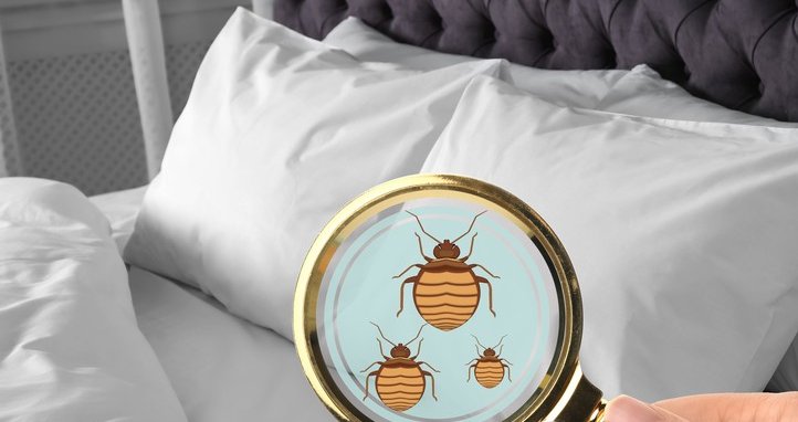 Bed Bugs: Where Do They Come From?