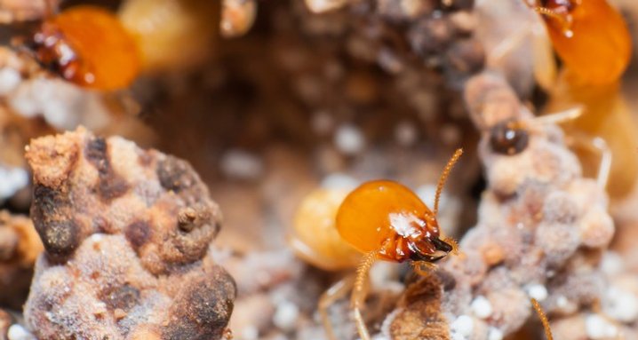 Bed Bugs: Where Do They Come From?