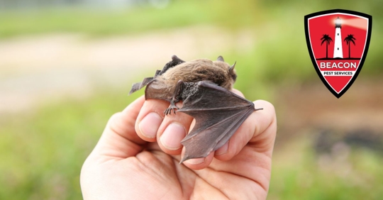 Hands gently holding bat wildlife