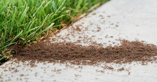 Ant Infestation Pest Control
