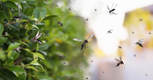 Mosquitoes in the yard