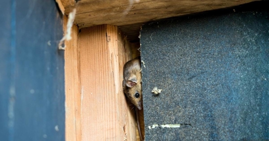 rodent peeking out from a narrow opening in a wooden structure.