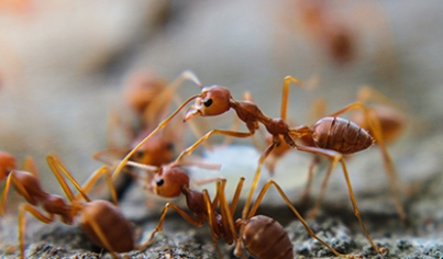 Ants
