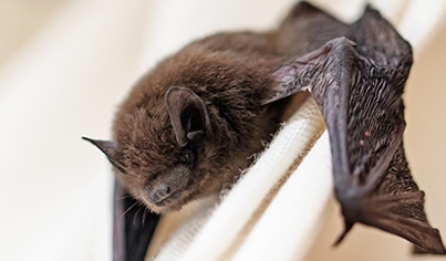 Bats