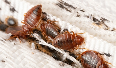 Bed Bugs