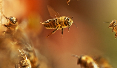 Bee / Wasp Control