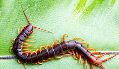 Centipedes Millipedes