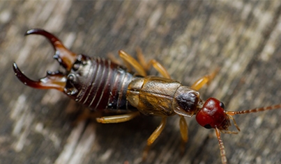 Earwigs