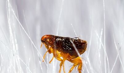 Fleas & Ticks