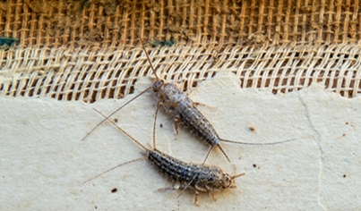 Silverfish
