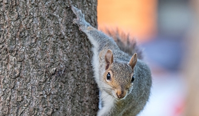 Squirrels