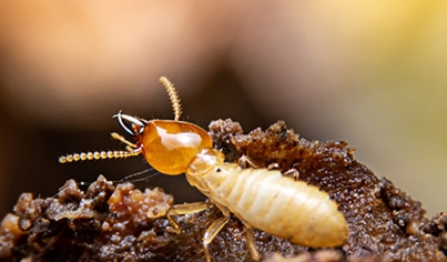 Termite Control