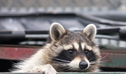Wildlife Trapping