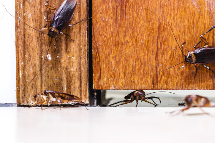 The Importance of Calling for Roach Control ASAP